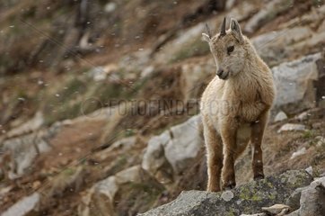 Junger Ibex unter Snow Falls Savoie Frankreich