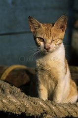 Cat with a closed eye sitting on a rope India