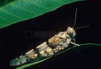 Blue-winged grasshopper posed on a sheet