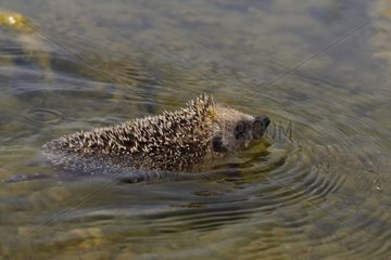 Western European hedgehog swimming Spain