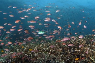 Coral reef and Sea goldie Indonesia