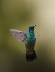 Hummingbird hovering flight Costa Rica