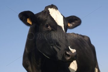 Portrait of a Prim'Holstein cow