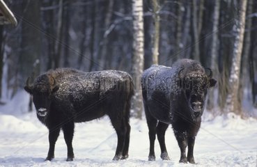 Junge Männchen von Bisons aus dem Europa Wald von Bialowieza