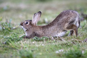Wilder Kaninchen  der sich im Gras Frankreich streckt