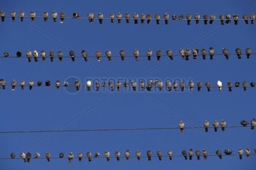 Groupe de Pigeons bizets sur des fils électriques
