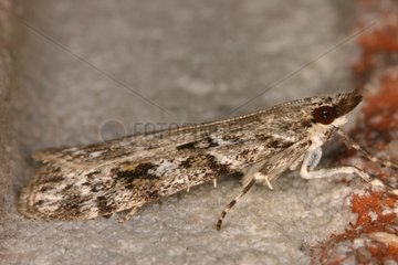 Pyralid Moth Moeraske Natural Reserve Belgium