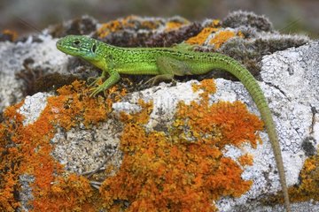 Green Lizard on the rocks