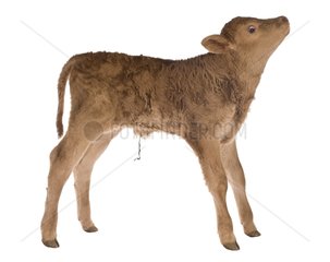 Portrait of a newborn Limousin calf in the studio
