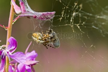 Weaver Spider wickelt eine Biene ein
