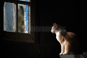Sitted cat observing the landscape by a window