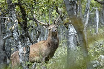 Red Deer male at bellow time in October France