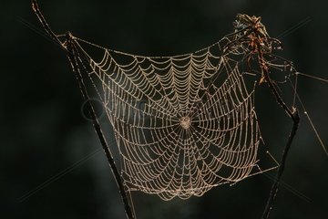 Dew in a cobweb Nigula Estonia [AT]