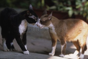 Zärtlichkeit zwischen zwei Katzen Bangkok Thailand