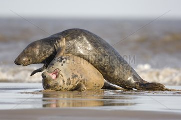 Mating of Grey Seals on a beach England