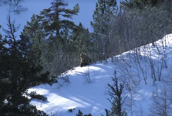 Sortie de l'hivernage de Boutxy ours des Pyrénées en 2002