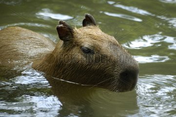 Capybara swimming Amazon Brazil