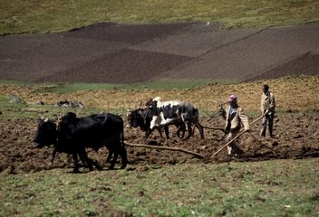 Ploughing with zebus on the Ethiopia Top-plates