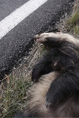 Eurasian Badger overturned on the roadside France