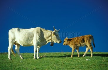 Vache et veau Marche Italie