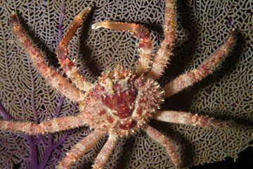 Crabe-araignée rouge hérissé sur une Gorgone Belize