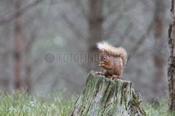 Red Eichhörnchen isst auf einem Stumpfschottland