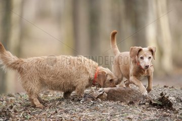 Hunting dogs near a corpse of red fox Aube France