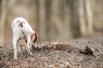 Hunting dog smelling a corpse of red fox Aube France