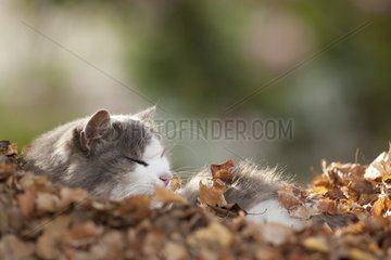 Cat sleeping in a carpet of dead leaves France