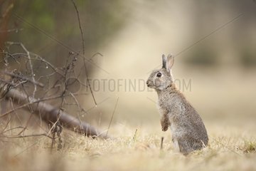Rabbit alerted on the edge of the Perthe Forest France