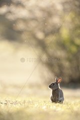 European Rabbit on the edge of the Perthe Forest France