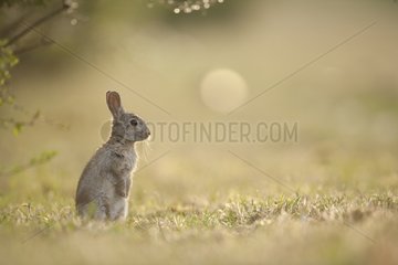 Rabbit alerted on the edge of the Perthe Forest France
