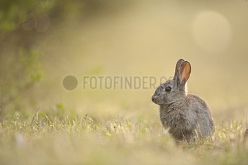 European Rabbit on the edge of the Perthe Forest France