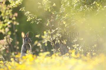 European Rabbit alerted in the brush France