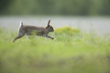 European Rabbit bounding through the grass Aube France