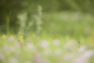 European Rabbit hided a meadow Aube France