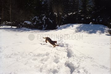 Cat jumping in snow