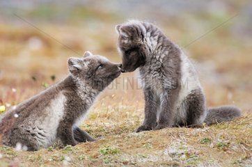 Arctic fox cubs playing in the tundra Nunavut Canada