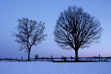 Trees in the snow at sunset