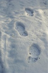 Empreintes de pas dans la neige