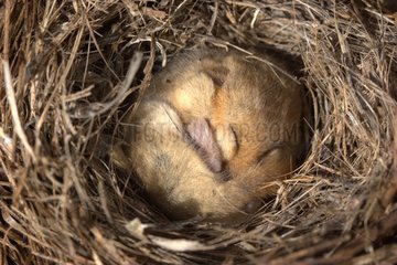Hazel dormouse hibernating in its nest of dry grass France