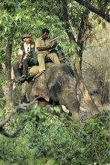 Approche tiger on elephant back Bandhavgarh NP India