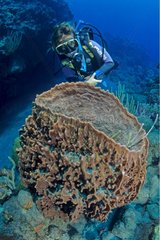 Diver and giant Sea Fan Saba Netherlands Antilles