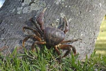 Terrestrial Crab climbing on a trunk New Caledonia