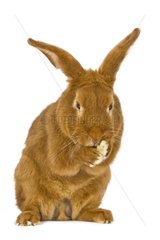 A rabbit Fauve de Bourgogne sitting face