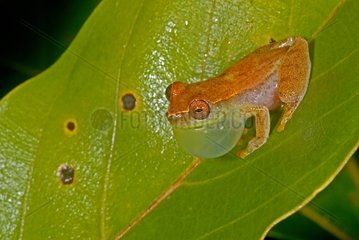 Rainette male singing on a leaf French Guiana