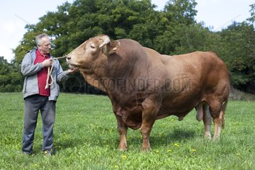 Breeder holding a Red Bull of Galicia in a meadow Spain