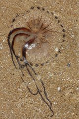 Compass Jellyfish umbrellas & tentacles on a beach France