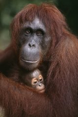 Femelle Orang-outan et son jeune Kalimatan Indonésie