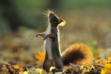Red squirrel smelling in autumn Ile-de-France France